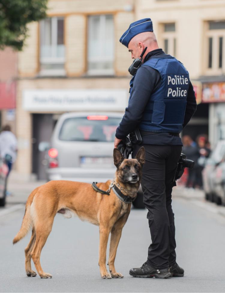 agent met k9