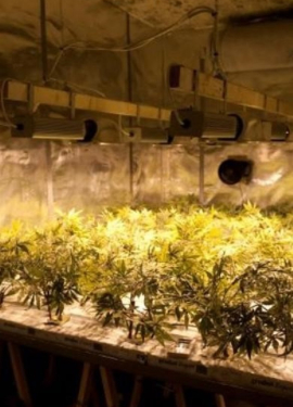 Plantation de canabis