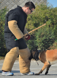 Hondenteam - oefening